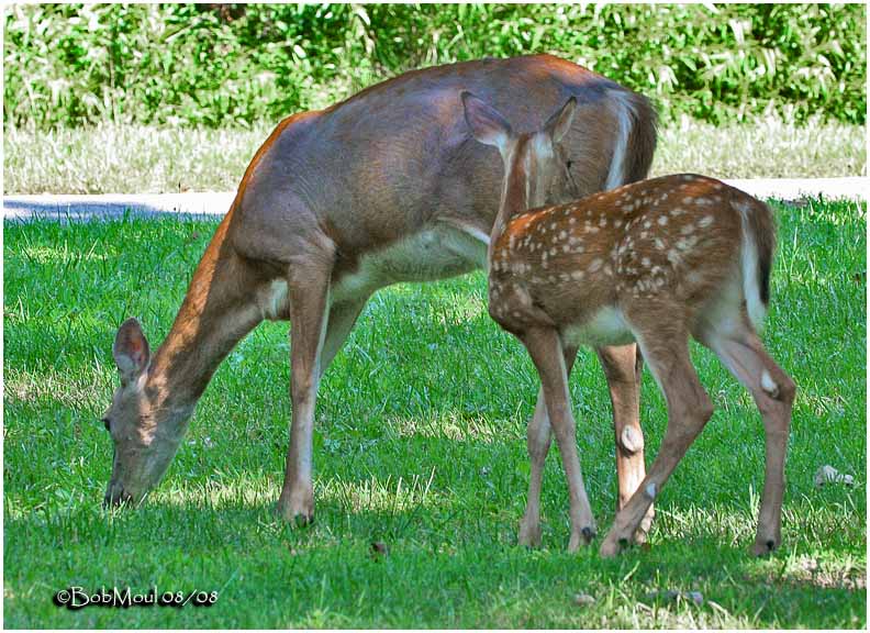 Doe and Fawn