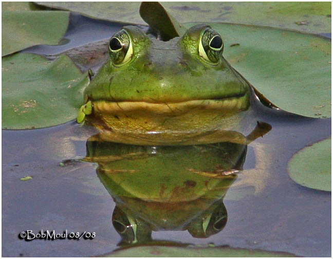 Bull Frog