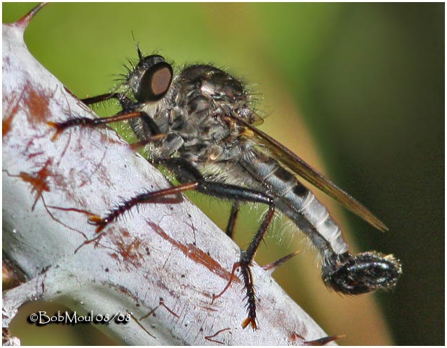 Robber Fly-Male
