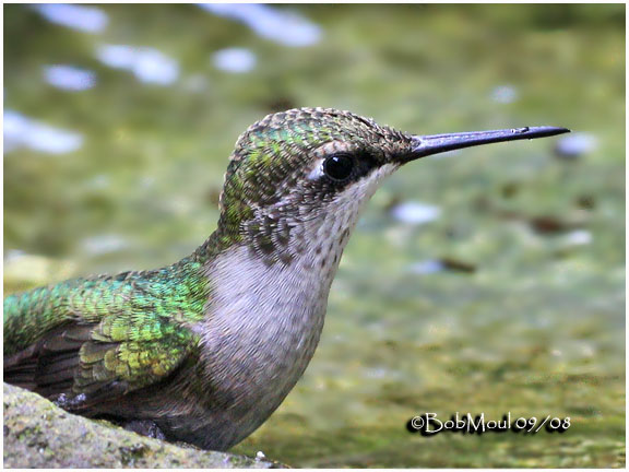 Ruby-throated Hummingbird
