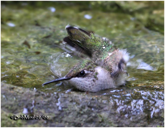 Hummer taking a bath!