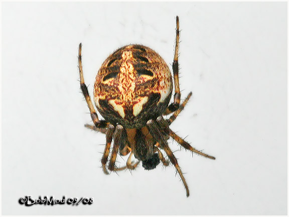 Arabesque Orb Weaver