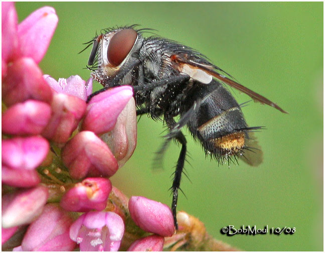 Tachinid Fly-Female