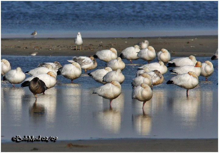 Snow Geese
