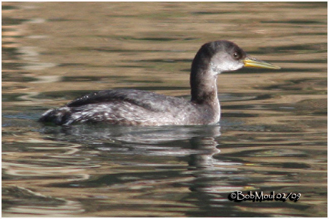 Red-necked Grebe-1st year