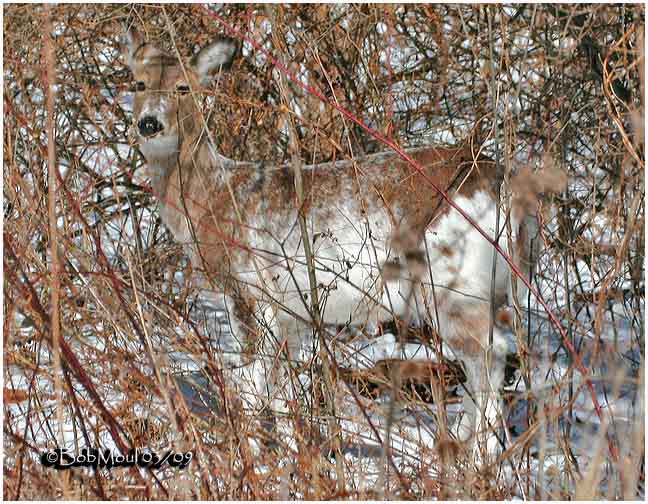 White-tailed Deer-Leucistic