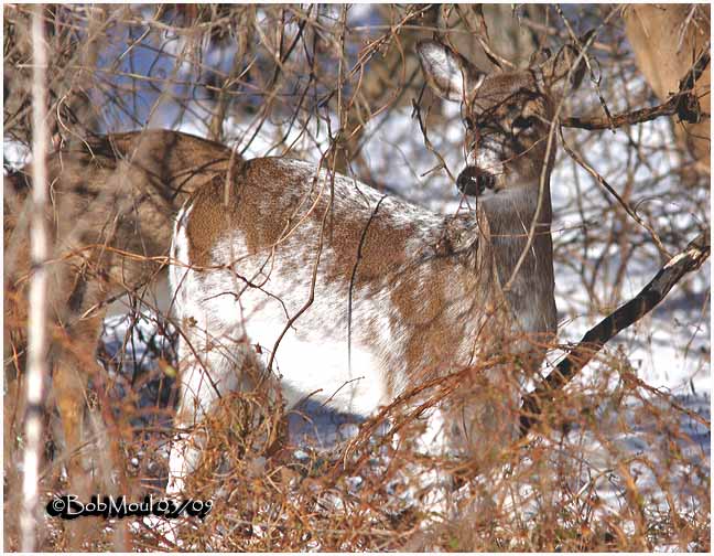 Leucistic White-tailed Deer
