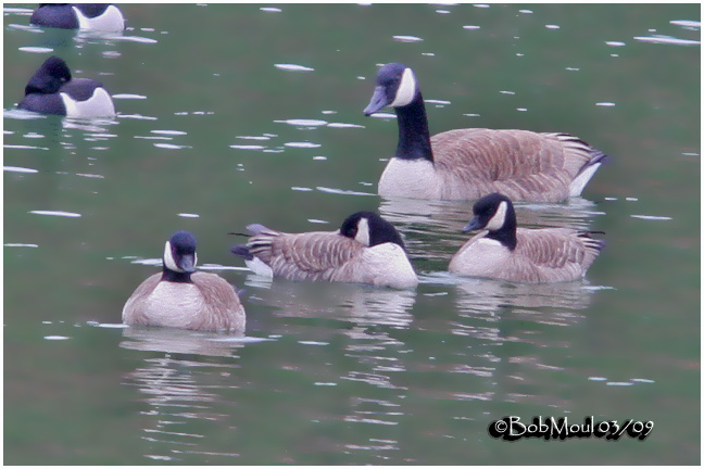 Richardsons Cackling Goose