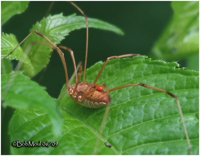 Harvestman