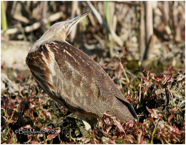 American Bittern