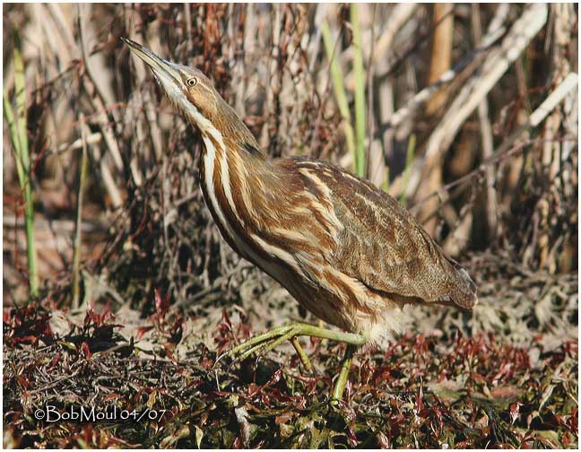 American Bittern