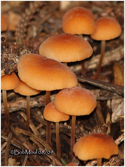 Fungi51