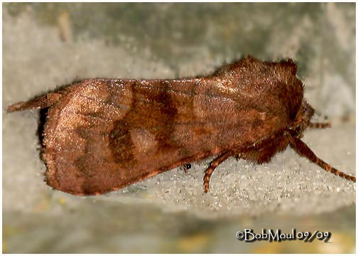 <h5><big>Bronzed Cutworm Moth<br></big><em>Nephelodes minians #10524</h5></em>