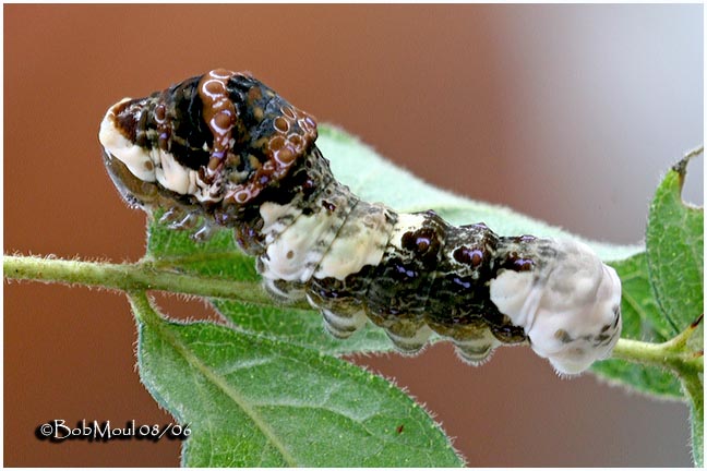 Giant Swallowtail Caterpillar