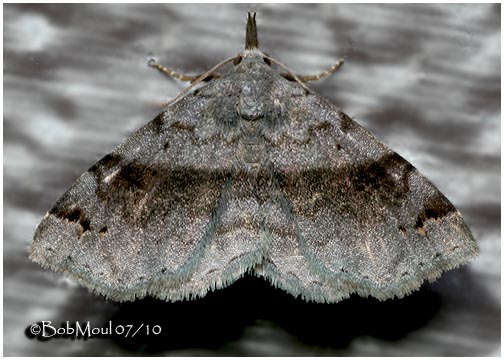 <h5><big>Six-spotted Gray<br></big><em>Spargaloma sexpunctata #8479</h5></em>