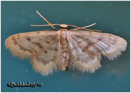 <h5><big>Idaea bonifata Moth<br></big><em>Idaea bonifata #7102</h5></em>