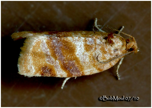 <h5><big>Pine Tube Moth<br></big><em>Argyrotaenia pinatubana #3602</h5></em>