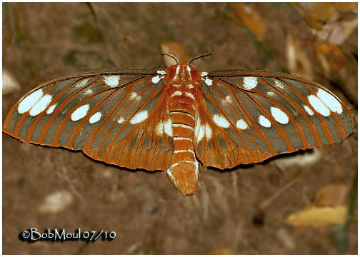 <h5><big>Regal Moth<br></big><em>Citheronia regalis #7706</h5></em>