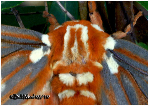<h5><big>Regal Moth-Female<br></big><em>Citheronia regalis #7706</h5></em>