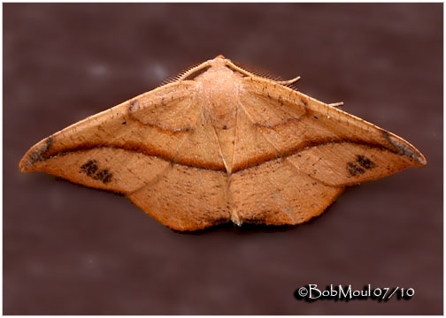 <h5><big>Juniper-twig Geometer Moth-Male<br></big><em>Patalene olyzonaria #6974</h5></em>