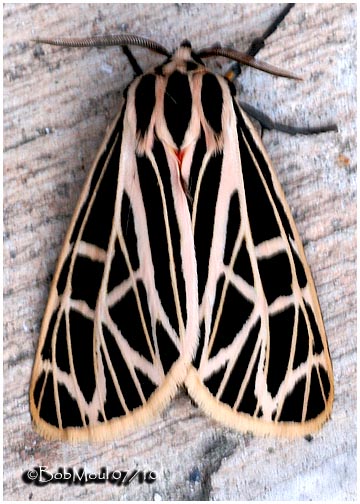 <h5><big>Virgin Tiger  Moth<br></big><em>Grammia virgo #8197</h5></em>