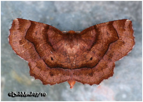 <h5><big>Purplish Metarranthis Moth<br></big><em>Metarranthis homuraria  #6828 </h5></em>