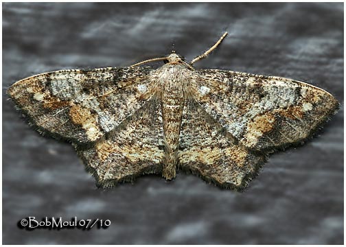 <h5><big>One-spotted Variant Moth<br></big><em>Hypagyrtis unipunctata #6654</h5></em>