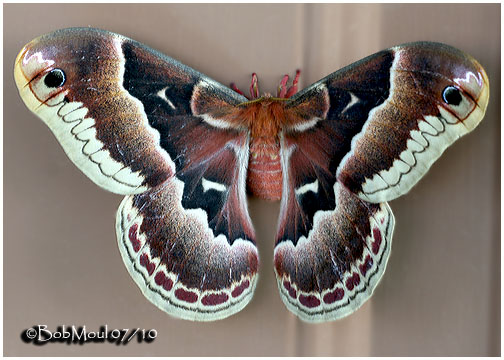 <h5><big>Promethea Moth-Female<br></big><em>Callosamia promethea #7764</h5></em>