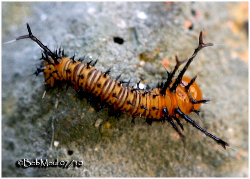 <h5><big>Imperial Moth Caterpillar-1st Instar<BR></big><em>Eacles imperialis #7704</h5></em>