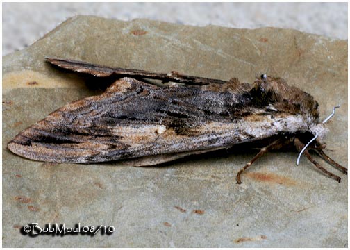 <h5><big>Elm Sphinx Moth<br></big><em>Ceratomia amyntor #7786</h5></em>
