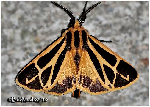 <h5><big>Harnessed Tiger Moth<br></big><em>Apantesis phalerata  #8169</h5></em>