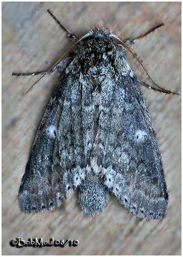 <h5><big>Variable Oakleaf Caterpillar Moth<br></big><em>Lochmaeus manteo #7998</h5></em>