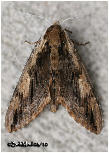 <h5><big>Elm Sphinx Moth<br></big><em>Ceratomia amyntor #7786</h5></em>