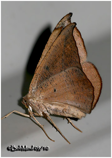 <h5><big>Juniper-twig Geometer Moth-Male<br></big><em>Patalene olyzonaria #6974</h5></em>