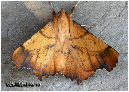 <h5><big>Maple Spanworm Moth-Male<br></big><em>Ennomos magnaria #6797</h5></em>