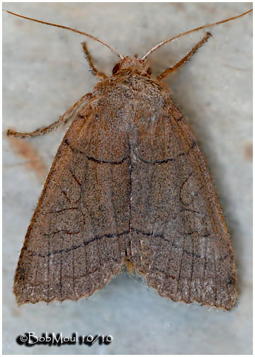 <h5><big>Unsated Sallow Moth<br></big><em>Metaxaglaea inulta #9943</h5></em>