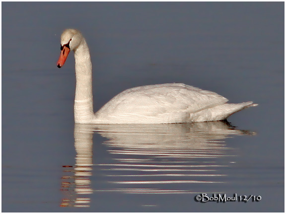 Mute Swan