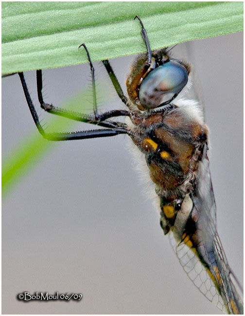 Common Baskettail-Male