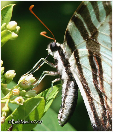 <h5><big>Zebra Swallowtail<br></big><em>Eurytides marcellus</h5></em>