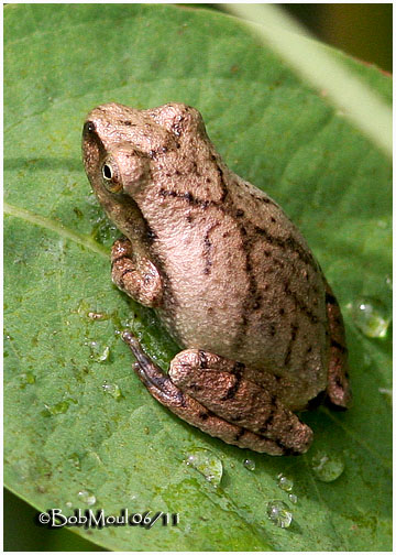 Spring Peeper
