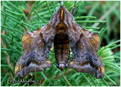 <h5><big>Small-eyed Sphinx Moth <br></big><em>Paonias myops #7825</h5></em>