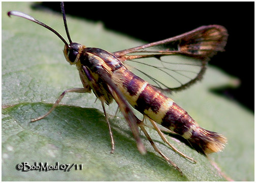 <b><big><strong>Apple Bark Borer Moth<br></big><em>Synanthedon pyri  #2565</em>