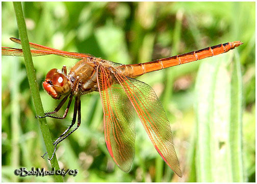 Golden-winged Skimmer-Male