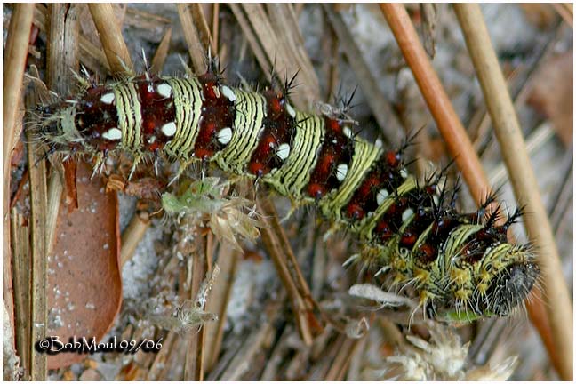 American Lady Caterpillar