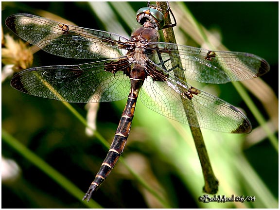 Prince Baskettail