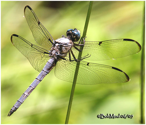 Great Blue Skimmer-Male