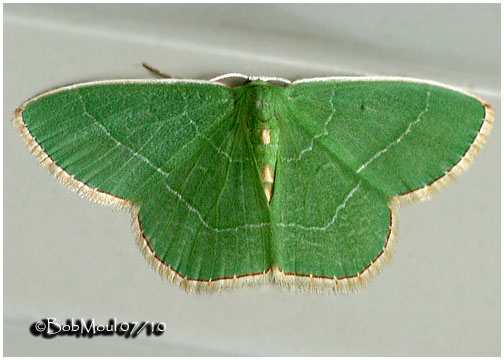 <h5><big>Red-fringed Emerald Moth<br></big><em>Nemoria bistriaria #7046</h5></em>