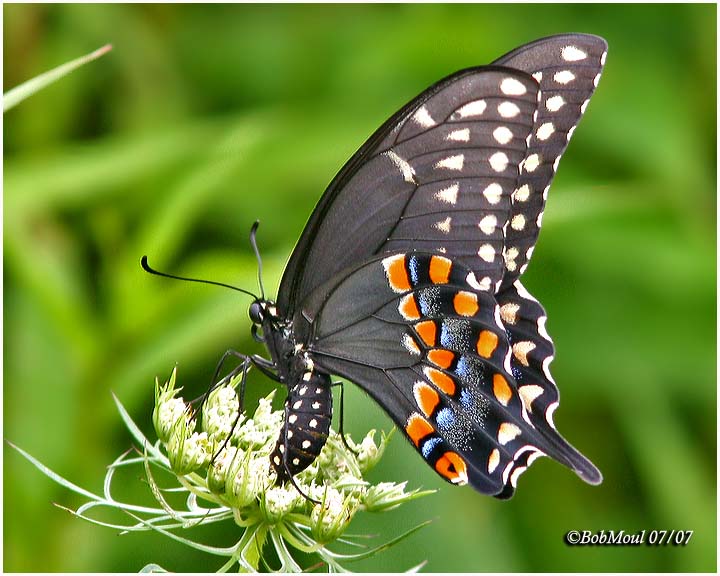 <h5><big>Black Swallowtail-Female<br></big><em>Papilio polyxenes</h5></em>