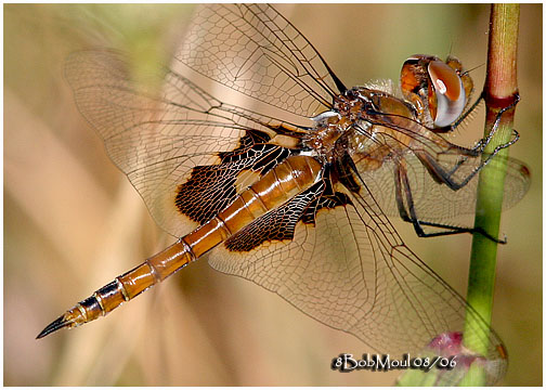 Red Saddlebags - PA STATE RECORD
