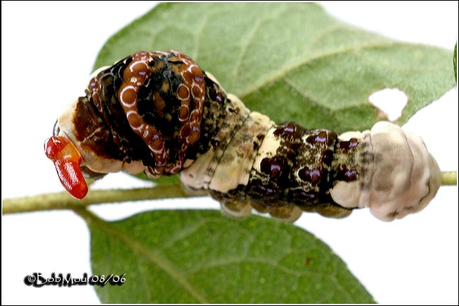 Giant Swallowtail Caterpillar